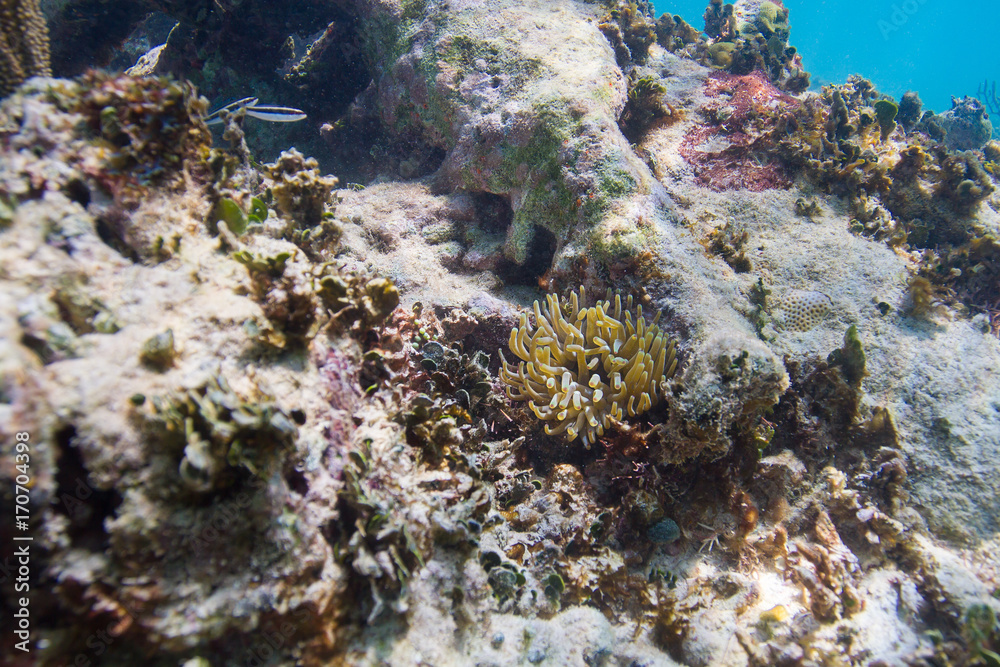 Small anemones in reef Small anemones in reef