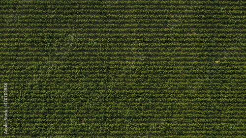 Dettaglio aereo di un campo all'aperto di peperoni. Le foglie sono verdi e la coltivazione è ordinata in file. Gli ortaggi sono ormai pronti ad essere raccolti e finire sui mercati. photo