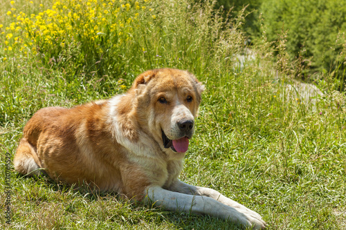 Caucasian sheep dog for the guard of cattle in village Ushguli. Svaneti, Georgia photo