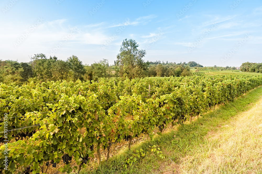 Countryside landscape with vineyard.