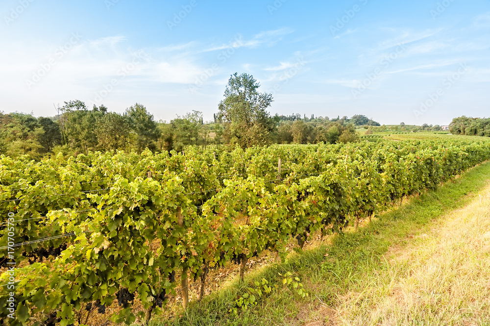 Countryside landscape with vineyard. Countryside landscape with vineyard.