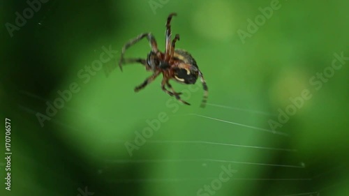 The Spider Spins A Web photo