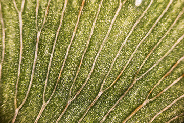Leaf cells under microscope. micrograph, leaf under a microscope, organ-producing oxygen and carbon dioxide, the process of photosynthesis