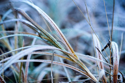 Frost ice on the grass © seeli05