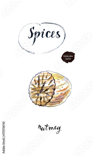 Nutmeg, seed of Myristica fragrans, whole, half and ground in watercolor