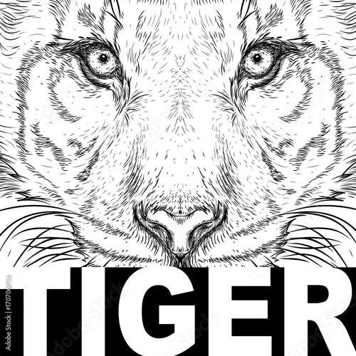 Fototapeta Naklejka Na Ścianę i Meble -  Hand draw tiger portrait. Hand draw vector illustration