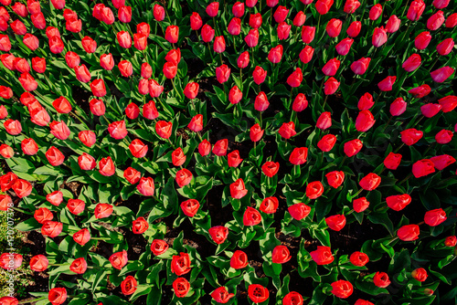 Beautiful red tulips in the Netherlands on sunny spring days. © standret