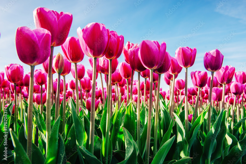 Group pink tulips against the sky. Spring landscape.