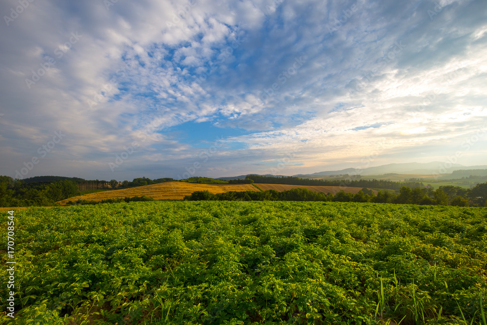 Kamfurano Hills