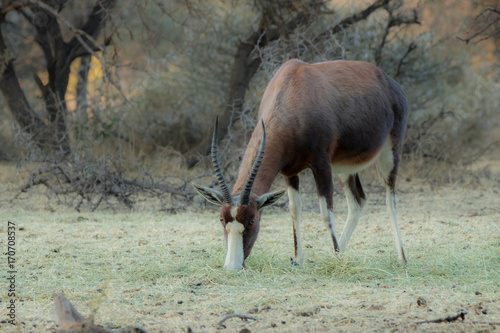 Blesbuck photo