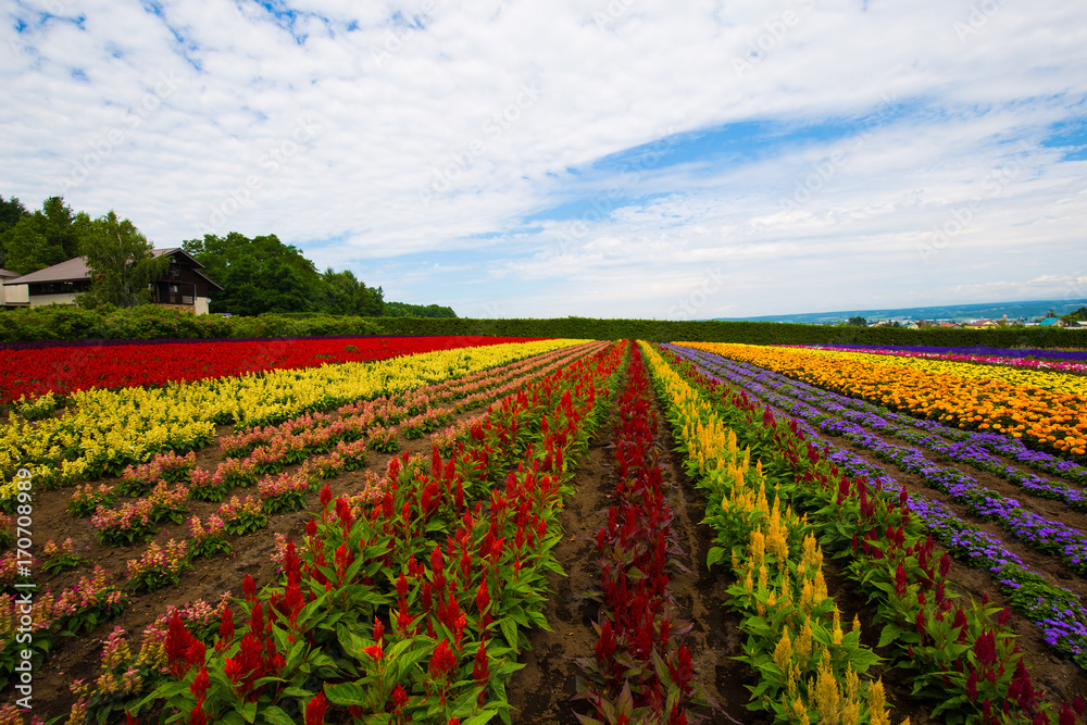 Flower files