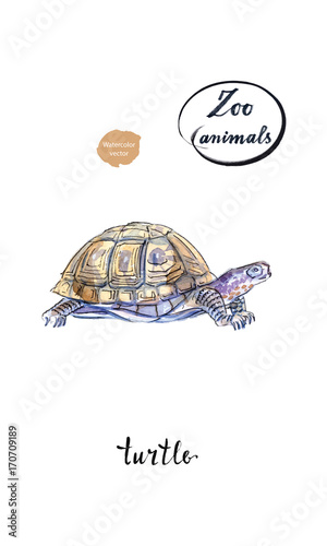 Land turtle (tortoise) in watercolor