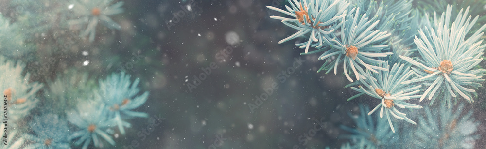 Fototapeta premium Śnieg spada w zimowym lesie. Świąteczna magia nowego roku. Niebieski świerk oddziałów jodłowych szczegółów. Obraz banerowy