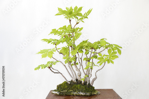 Horse-chestnut (aesculus hippocastanum) bonsai on a wooden table and white background
