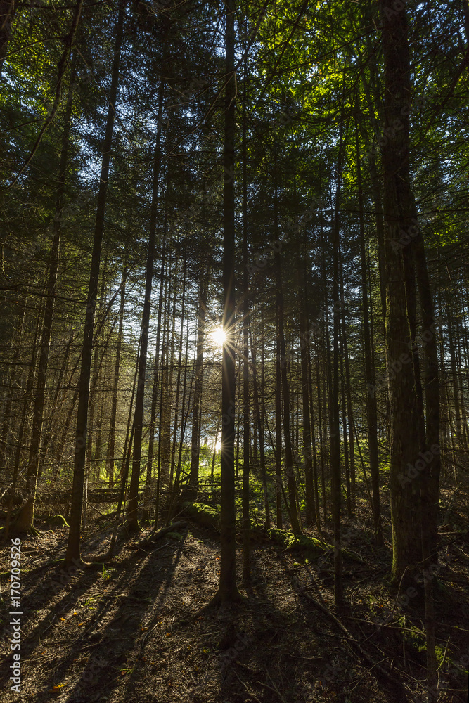 Morning sun bursting through a grove of trees next to a beaver pond - Ontario, Canada Morning sun bursting through a grove of trees next to a beaver pond - Ontario, Canada