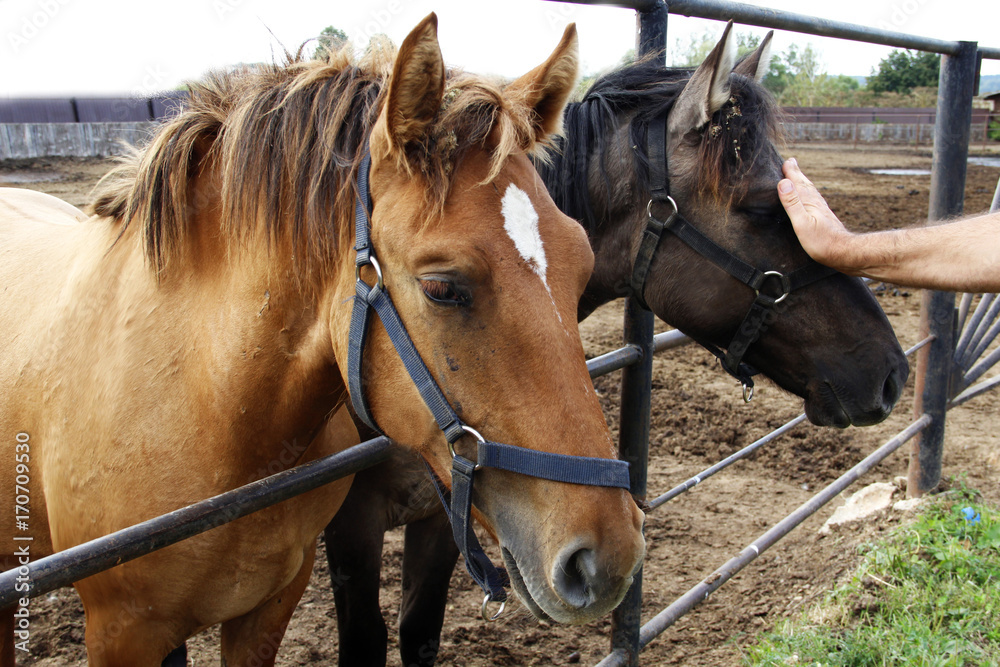 Two horses in the paddock Two horses in the paddock