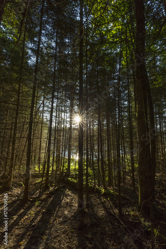 Morning sun bursting through a grove of trees next to a beaver pond - Ontario, Canada