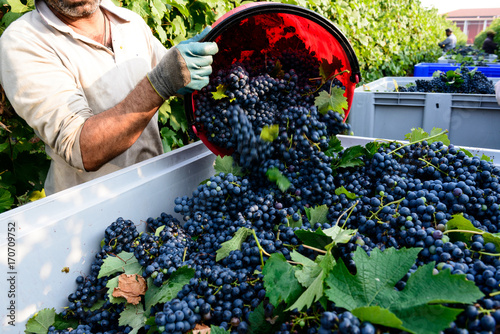 Vendemmia photo