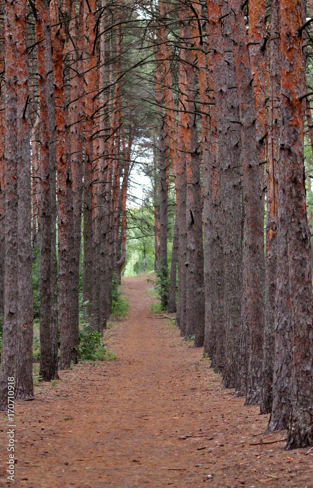 Fototapeta premium Pine