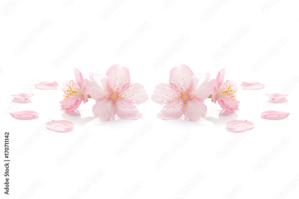 Fototapeta premium Japanese pink cherry blossom on white