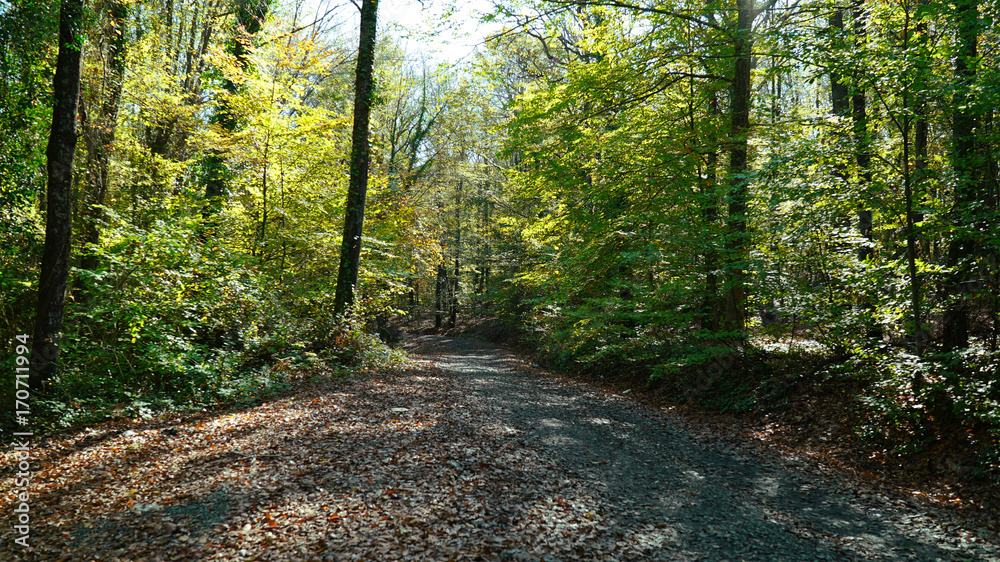 Fototapeta premium forest