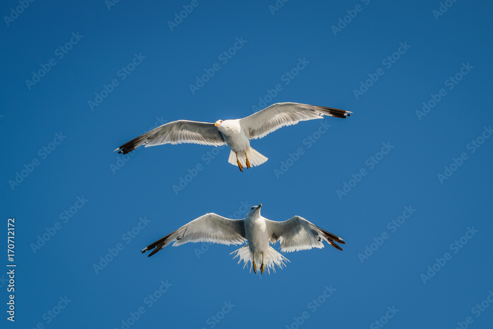 greek gulls