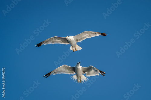 greek gulls