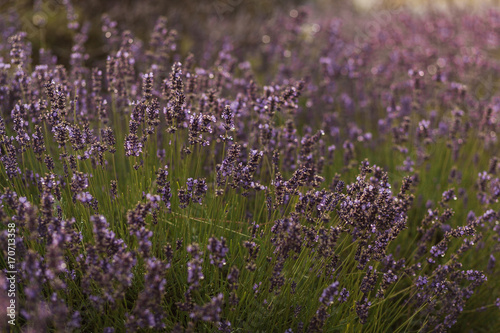 Sunset over a violet lavender field in Provence, France