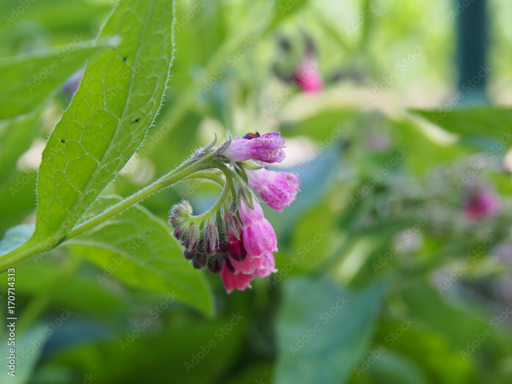 Bloming comfrey - Symphytum x rubrum Bloming comfrey - Symphytum x rubrum