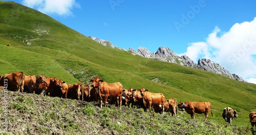 Obraz na plátně Tarines du Beaufortain