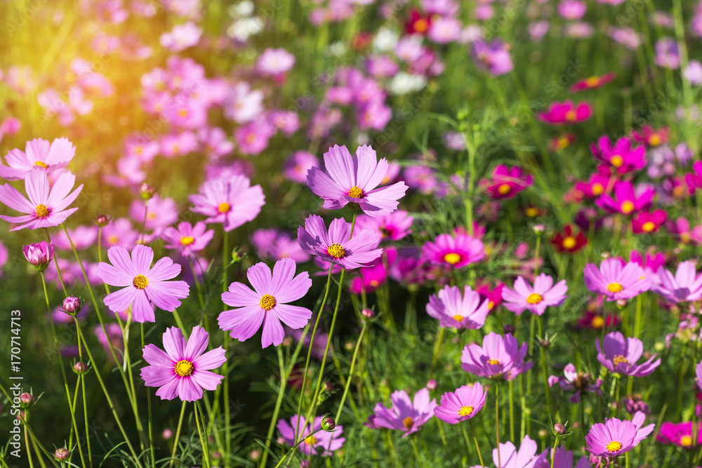 close up colorful pink cosmos flowers blooming in the field on sunny day close up colorful pink cosmos flowers blooming in the field on sunny day