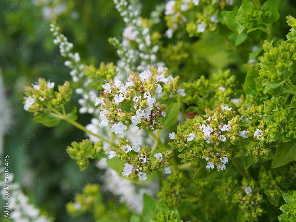 Garden herbs - Golden oregano, Origanum vulgare 'Thumble's Variety' Garden herbs - Golden oregano, Origanum vulgare 'Thumble's Variety'