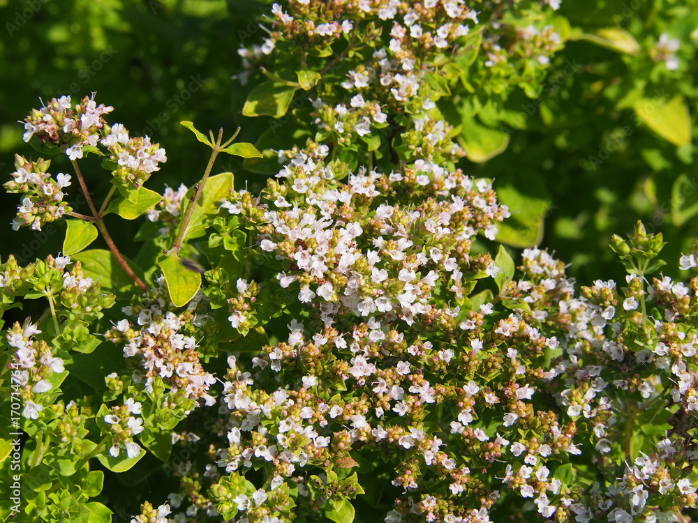 Garden herbs - Golden oregano, Origanum vulgare 'Thumble's Variety' Garden herbs - Golden oregano, Origanum vulgare 'Thumble's Variety'