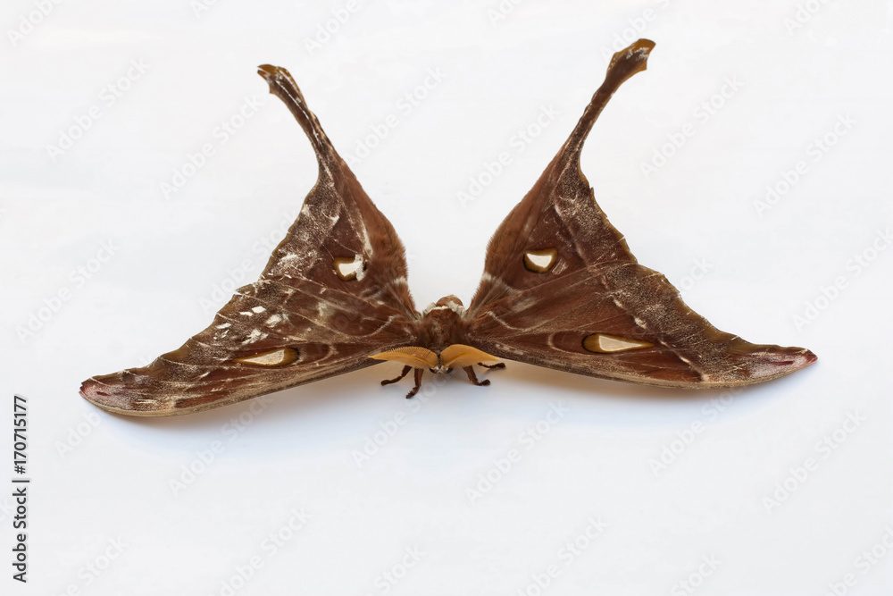 Fototapeta premium Hercules Moth ,Coscinocera hercules