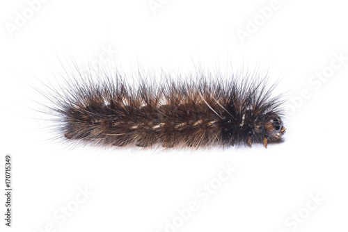 Hairy dark brown caterpillar isolated on white background