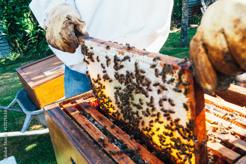 honey production and bees keeping honey production and bees keeping