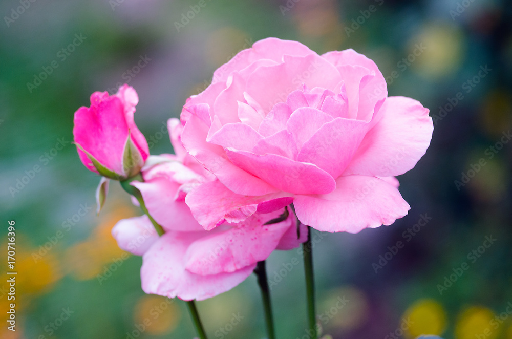 Blooms fragrant pink rose