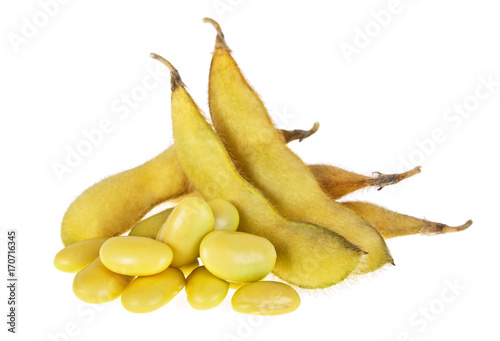 Yellow soybean pods and beans isolated on a white background. Soya - protein plant for health food.