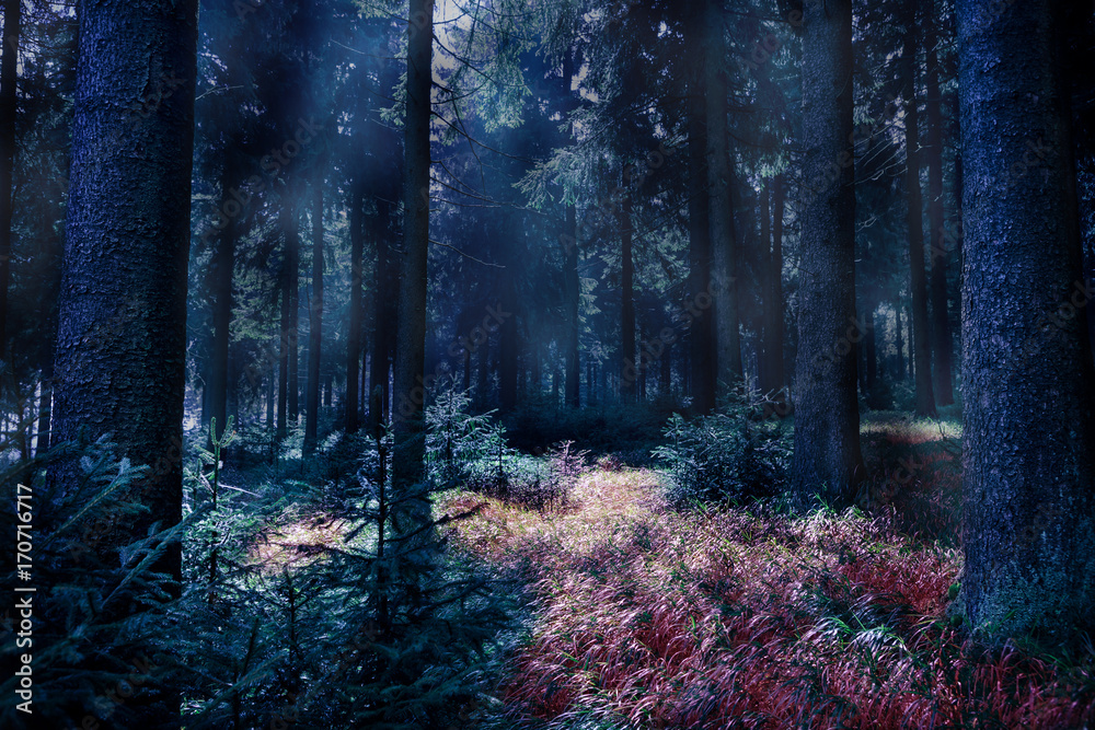 Obraz premium misty forest