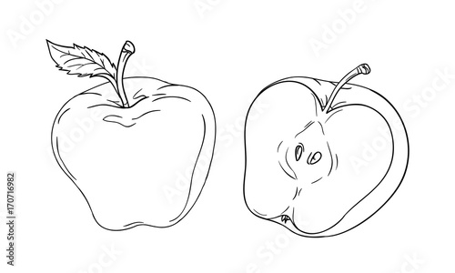 Vector drawing or coloring sheet with apple cut in half isolated on white background