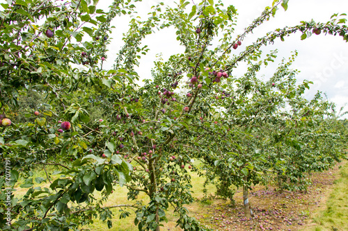 Plums growing at  the Parkside farm.