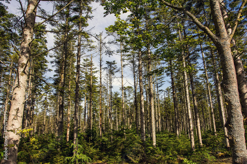 Forest with fir trees