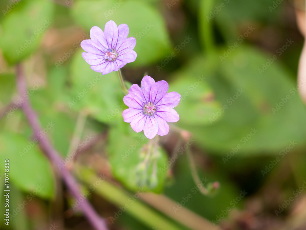 two small growing purple flower heads on the floor close up two small growing purple flower heads on the floor close up