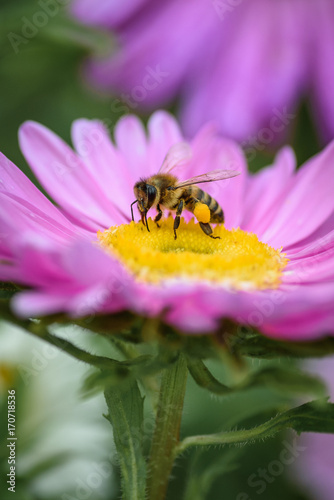 a bee collects honey on a pink flower