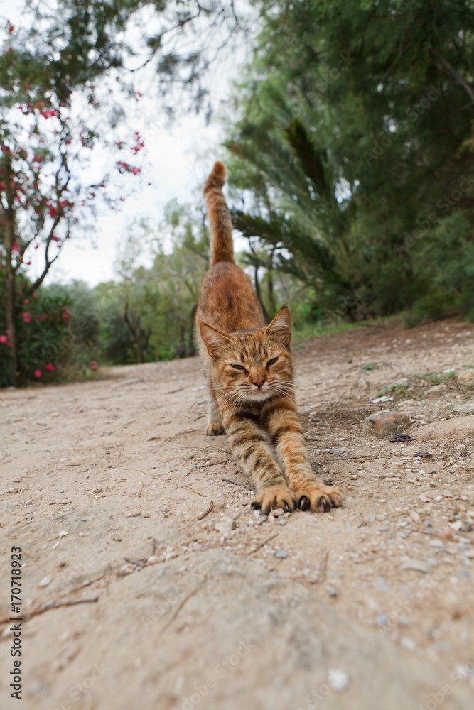 Obraz premium Stretching tunisian cat