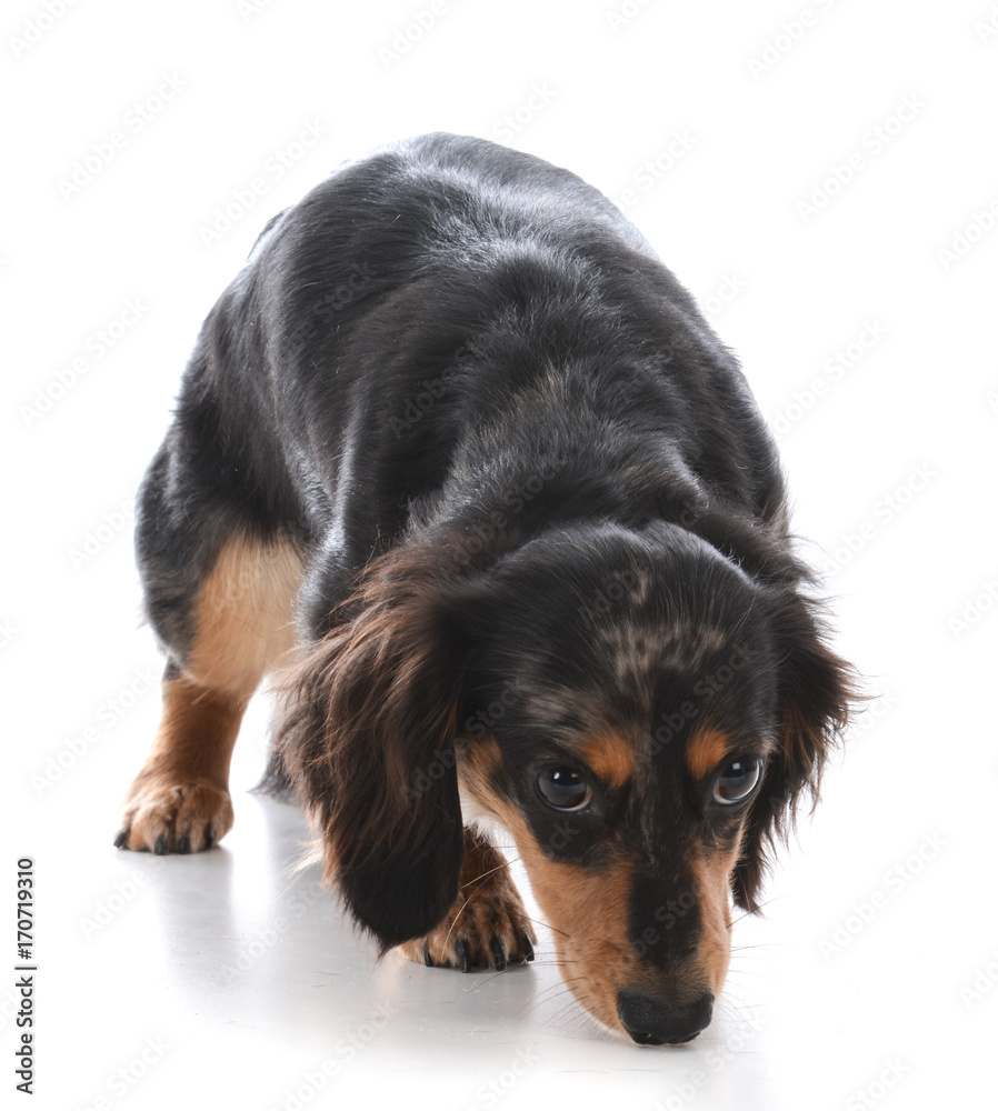 miniature dachshund sniffing the ground