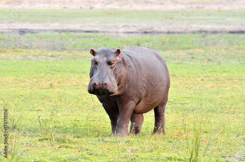 Hippo in Chobe National Park  Botswana