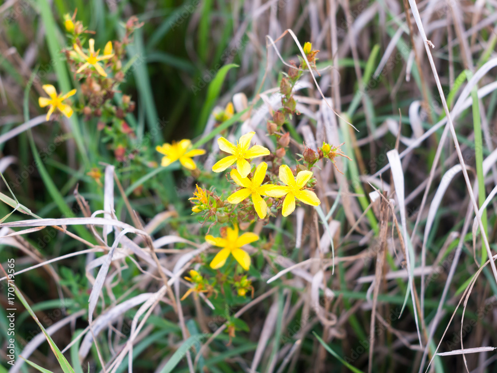 common yellow st john's wort flowers outside with grass common yellow st john's wort flowers outside with grass