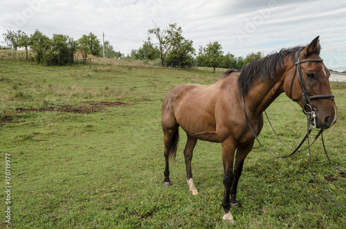 brown beauty horse in field