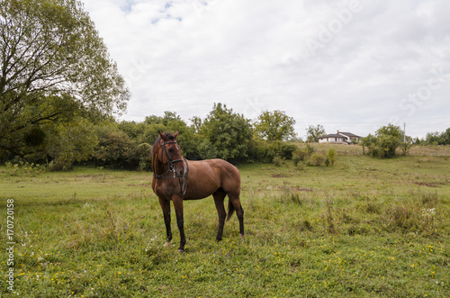 brown beauty horse in field © pellephoto
